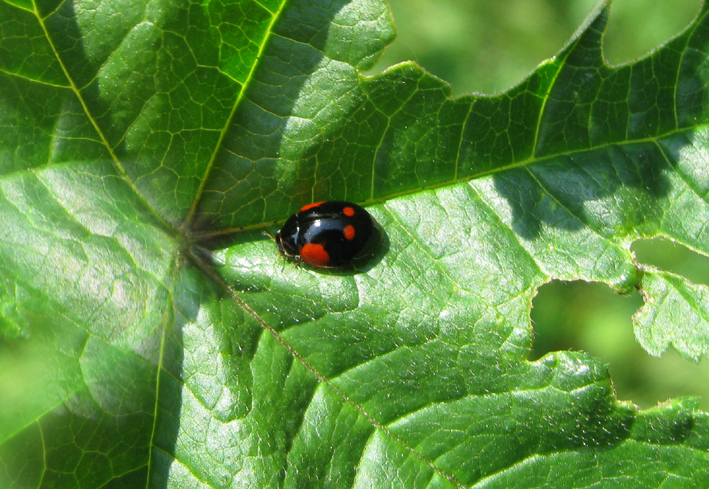 coccinella da identificare